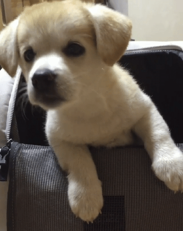 간식먹는 짱절미.gif | 인스티즈