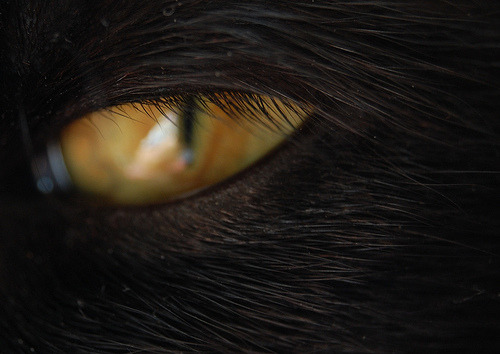 보석같은 눈을 가진 고양이들 | 인스티즈