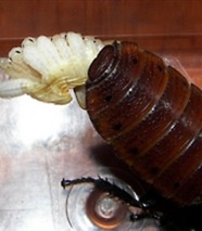 호0％에 도전하는 벌레.jpg (혐오주의) | 인스티즈