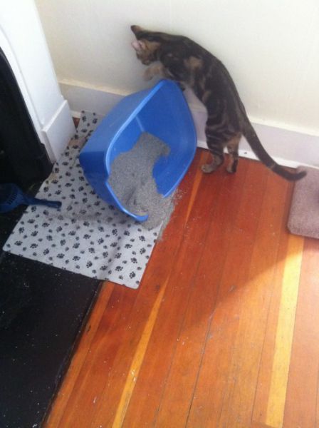 아주 사고뭉치다냥 | 인스티즈