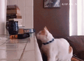 아주 사고뭉치다냥 | 인스티즈