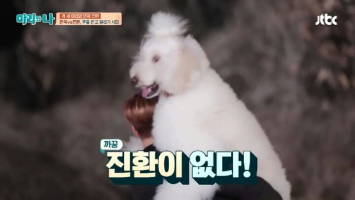 [마리와나] 푸들 안고 달리기 시합하기 | 인스티즈