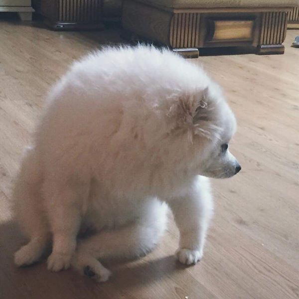 우리집 개가 무서워요 | 인스티즈