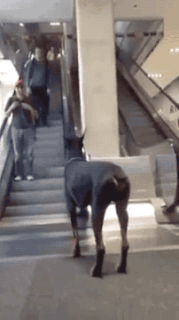 에스컬레이터 앞에서 주인 기다리는 개 | 인스티즈