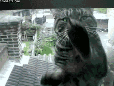 문이 열리네요~ 냥이가 들어오죠~ | 인스티즈