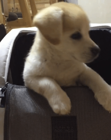 간식먹는 짱절미.gif | 인스티즈