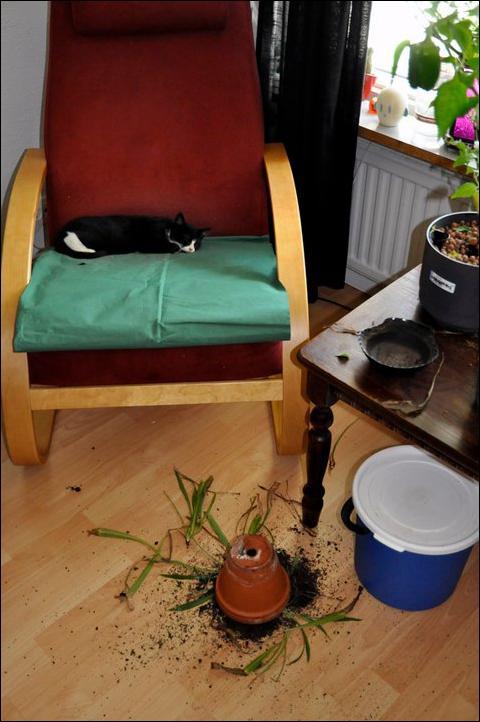 아주 사고뭉치다냥 | 인스티즈