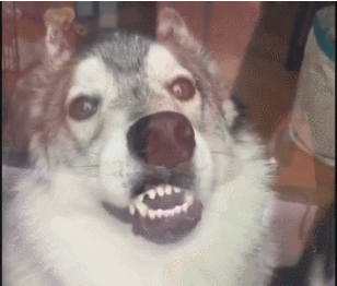 방에서 거울보며 쌩쑈 했는데 옆에 동생이 있었다.gif | 인스티즈