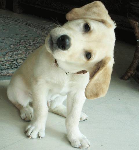 갸우뚱거리는 멍뭉이들 | 인스티즈