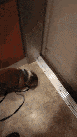 주인아 나 산책다녀온다 | 인스티즈