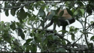 원숭이가 강을 건너는 방법 | 인스티즈