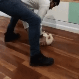 고양이 내던지는 집사 | 인스티즈