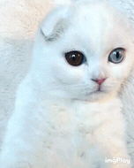 오드아이 고양이 | 인스티즈