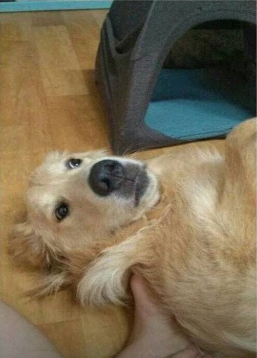 옷걸이로 강아지 집만드는법.jpg | 인스티즈