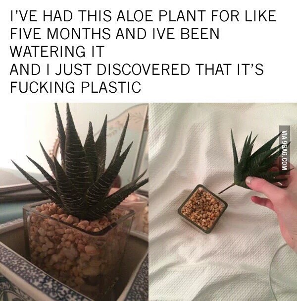 흔한 화분 | 인스티즈