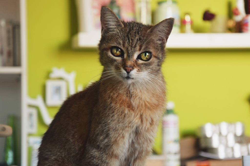 보석같은 눈을 가진 고양이들 | 인스티즈