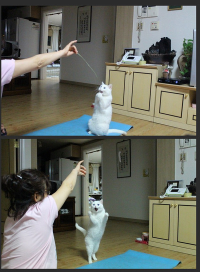 어머 이게 뭐다냥?.jpg | 인스티즈