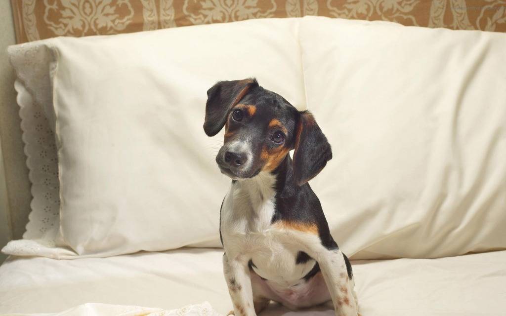 갸우뚱거리는 멍뭉이들 | 인스티즈