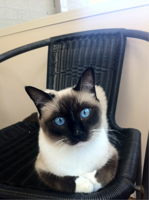 보석같은 눈을 가진 고양이들 | 인스티즈