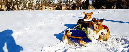 친구 썰매 태워주는 강아지들.gif | 인스티즈