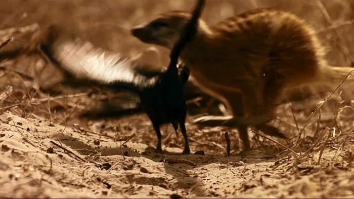 까마귀의 지능에 대한 고찰.jpg | 인스티즈