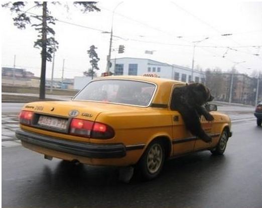 사람들이 평화롭다고 하는 나라.gif | 인스티즈