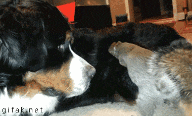 다람쥐의 귀여움에 대한 고찰.jpg | 인스티즈