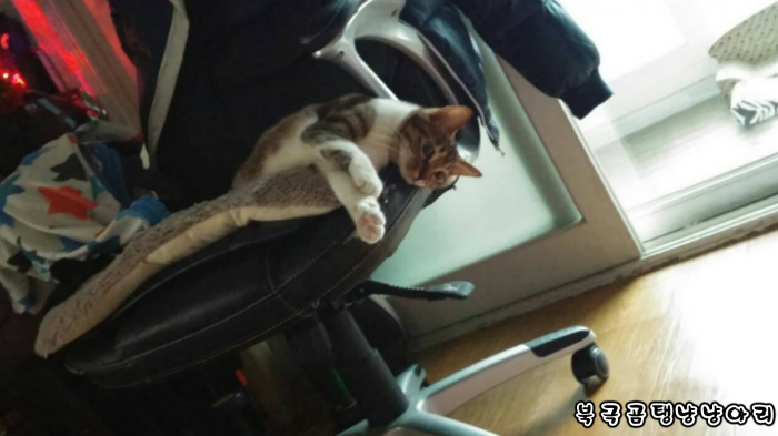 고양이를 싫어하던 떄가 있었다.(사진많음주의) | 인스티즈