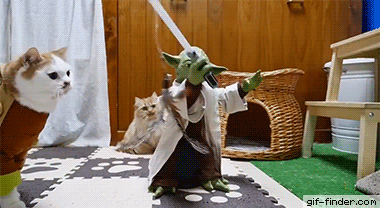 맹수를 상대하는 요다.gif | 인스티즈