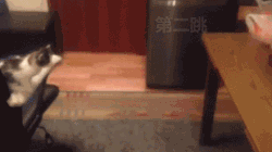 포기를 모르는 불꽃 고양이.GIF | 인스티즈