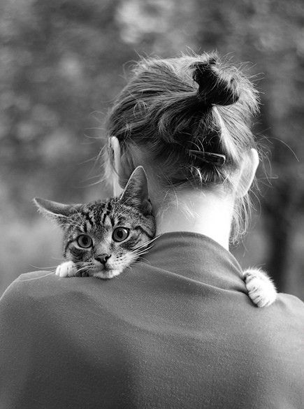 사람들의 사랑을 좋아하는 냥이들 | 인스티즈