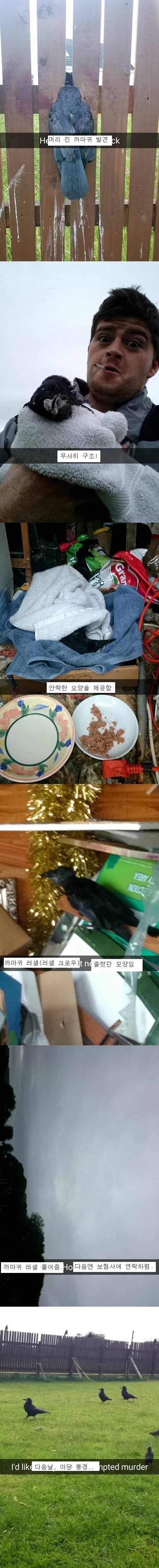 까마귀의 지능에 대한 고찰.jpg | 인스티즈