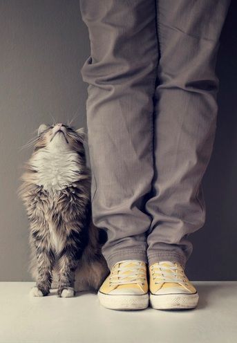 사람들의 사랑을 좋아하는 냥이들 | 인스티즈