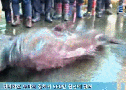 고가에 낙찰된 심해어 ㄷㄷ.gif | 인스티즈