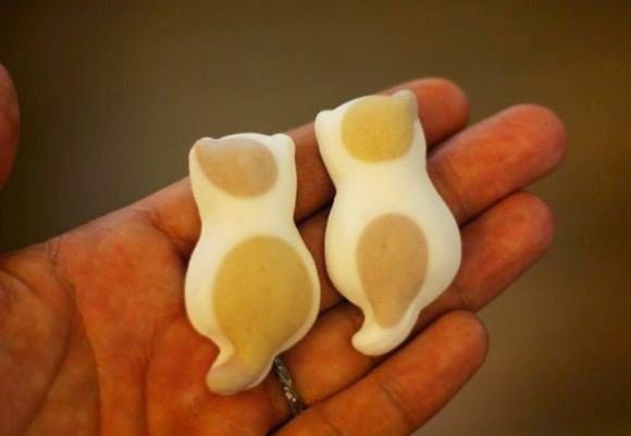 일본의 고양이 마쉬멜로 | 인스티즈