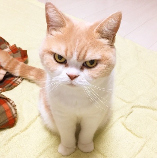 항상 화가나있는 고양이.jpg | 인스티즈