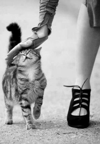 사람들의 사랑을 좋아하는 냥이들 | 인스티즈