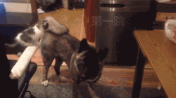 포기를 모르는 불꽃 고양이.GIF | 인스티즈