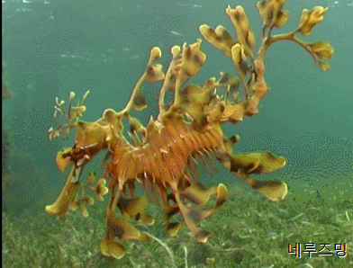 지구상에 살고있으면서 보기힘든 신기한 생물들 TOP 8 | 인스티즈