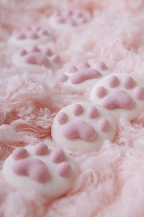 일본의 고양이 마쉬멜로 | 인스티즈