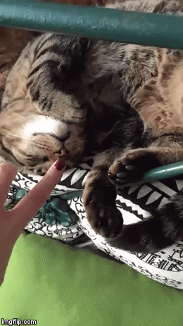 냥이 스위치.gif | 인스티즈