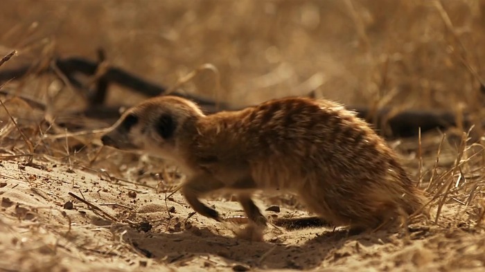 까마귀의 지능에 대한 고찰.jpg | 인스티즈