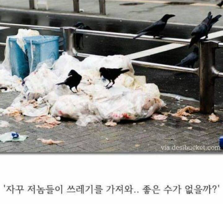 까마귀의 지능에 대한 고찰.jpg | 인스티즈