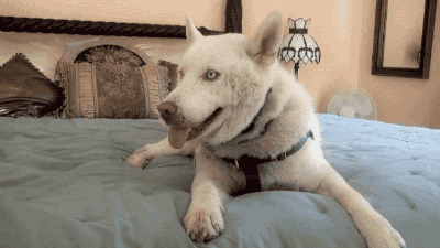 주인에게 버림받은 노숙자 강아지 마일리 | 인스티즈