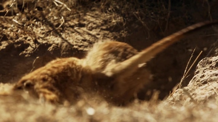 까마귀의 지능에 대한 고찰.jpg | 인스티즈