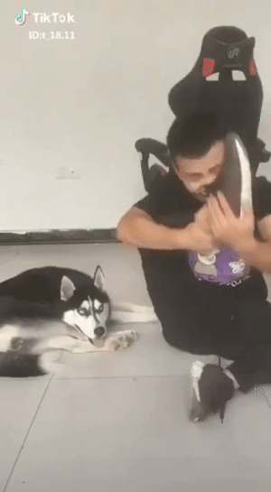 주인 멸시하는 댕댕이.gif | 인스티즈