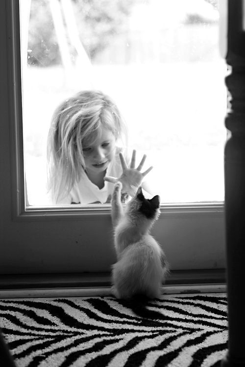 사람들의 사랑을 좋아하는 냥이들 | 인스티즈