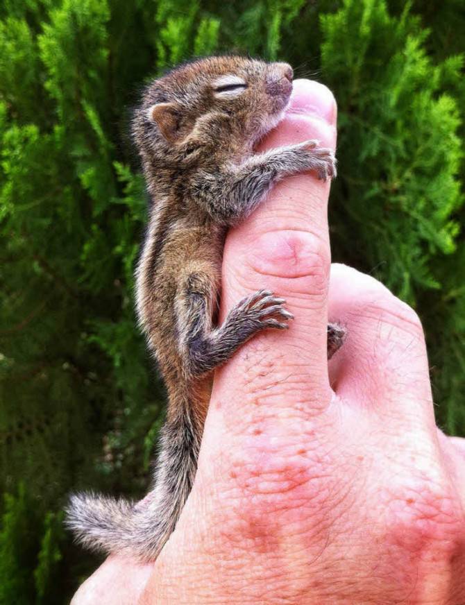 다람쥐의 귀여움에 대한 고찰.jpg | 인스티즈