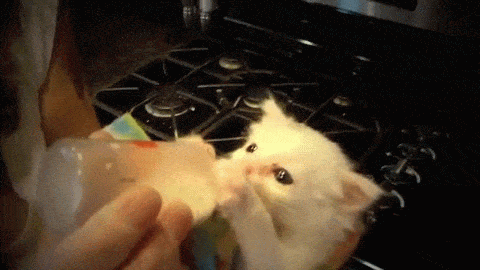 우유 먹는 냥이.gif | 인스티즈