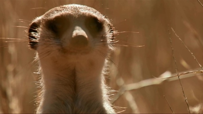 까마귀의 지능에 대한 고찰.jpg | 인스티즈